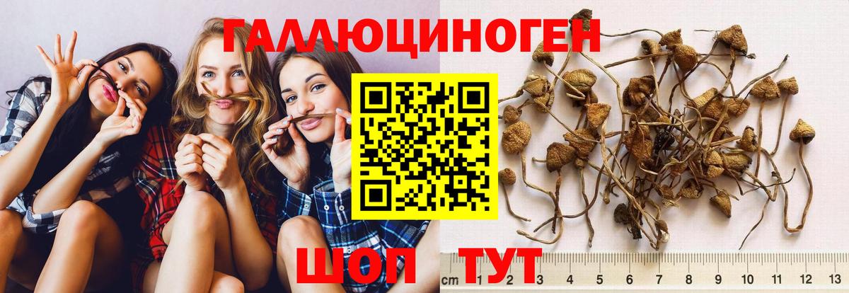 Псилоцибиновые грибы GOLDEN TEACHER Моздок